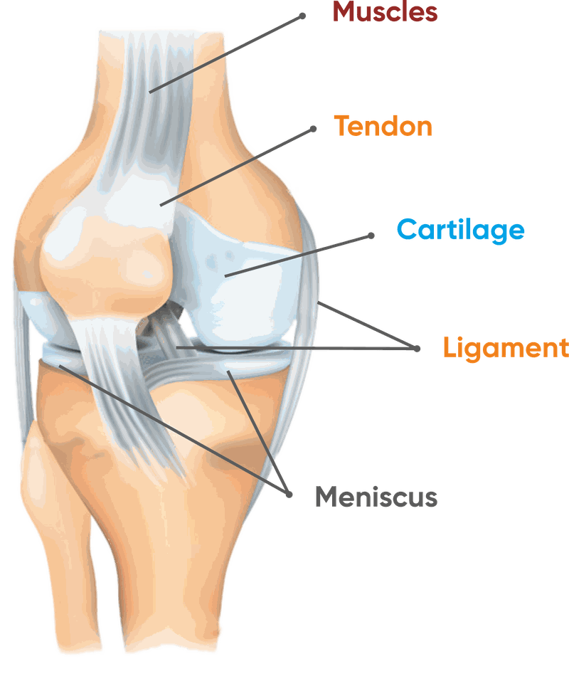 Knee anatomy showing muscles, tendon, cartilage, ligament and meniscus